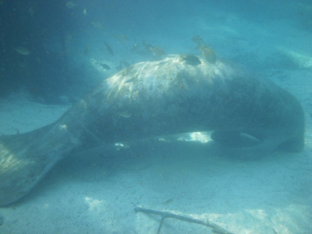 Intova Digital Camera