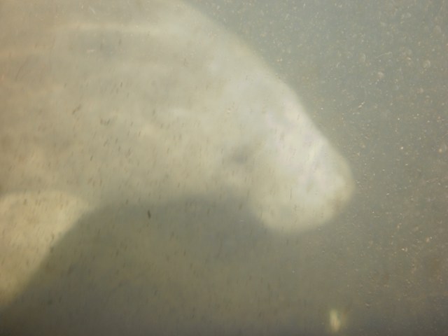 Intova Digital Camera