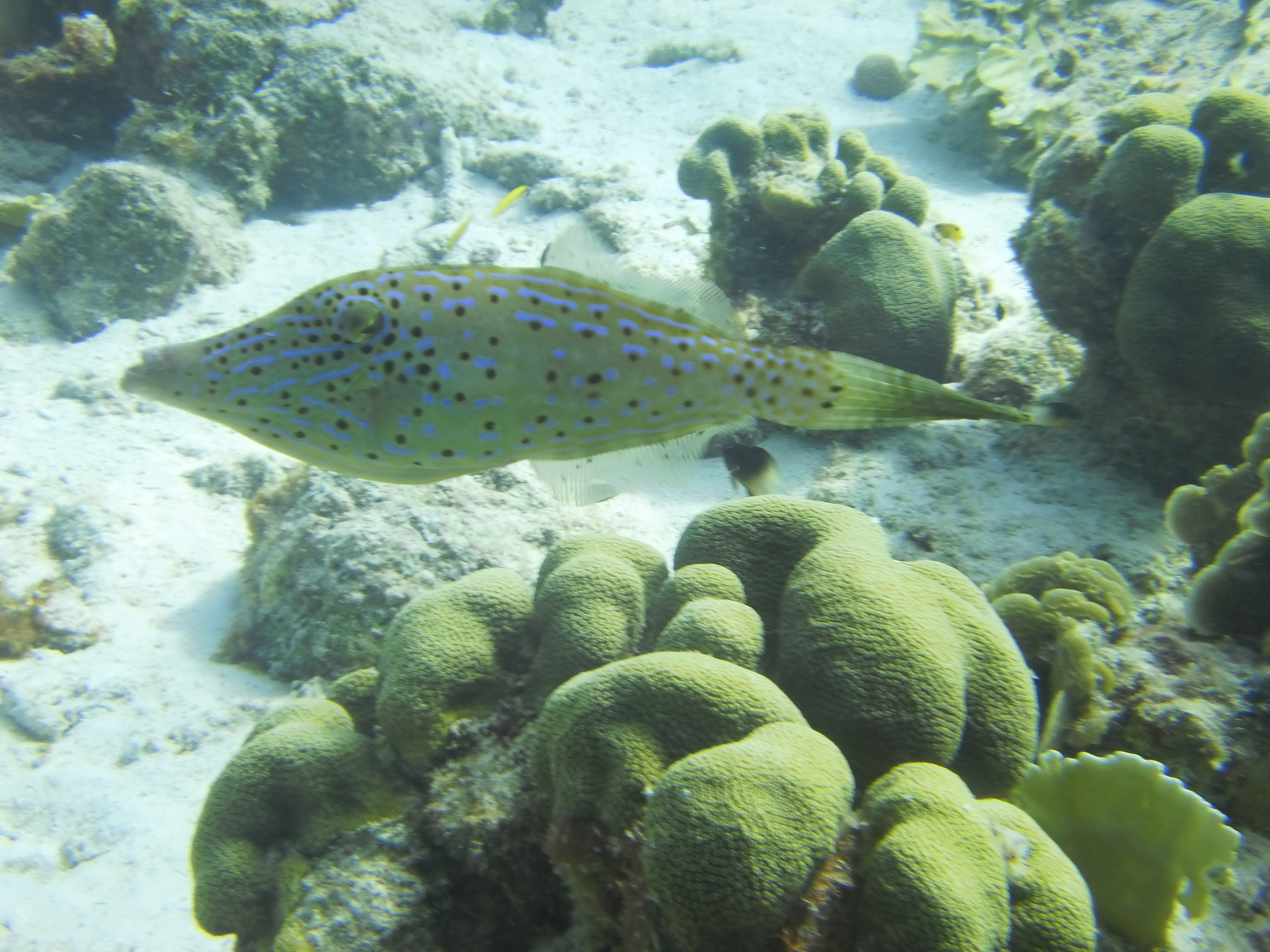 Bonar Fish Bonaire – Jan/Feb 2013 | Michigan Traveler