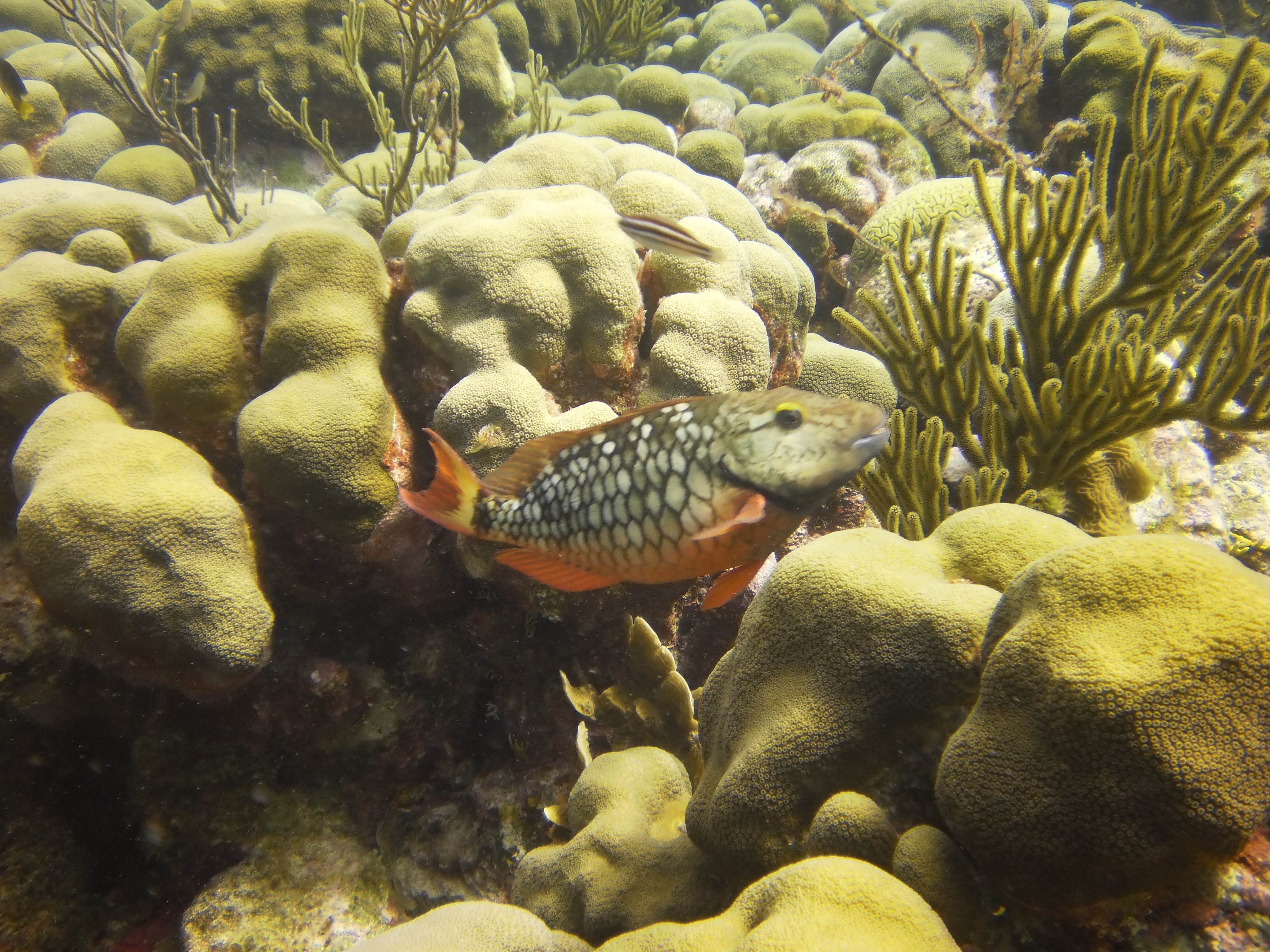 Bonar Fish Bonaire – Jan/Feb 2013 | Michigan Traveler