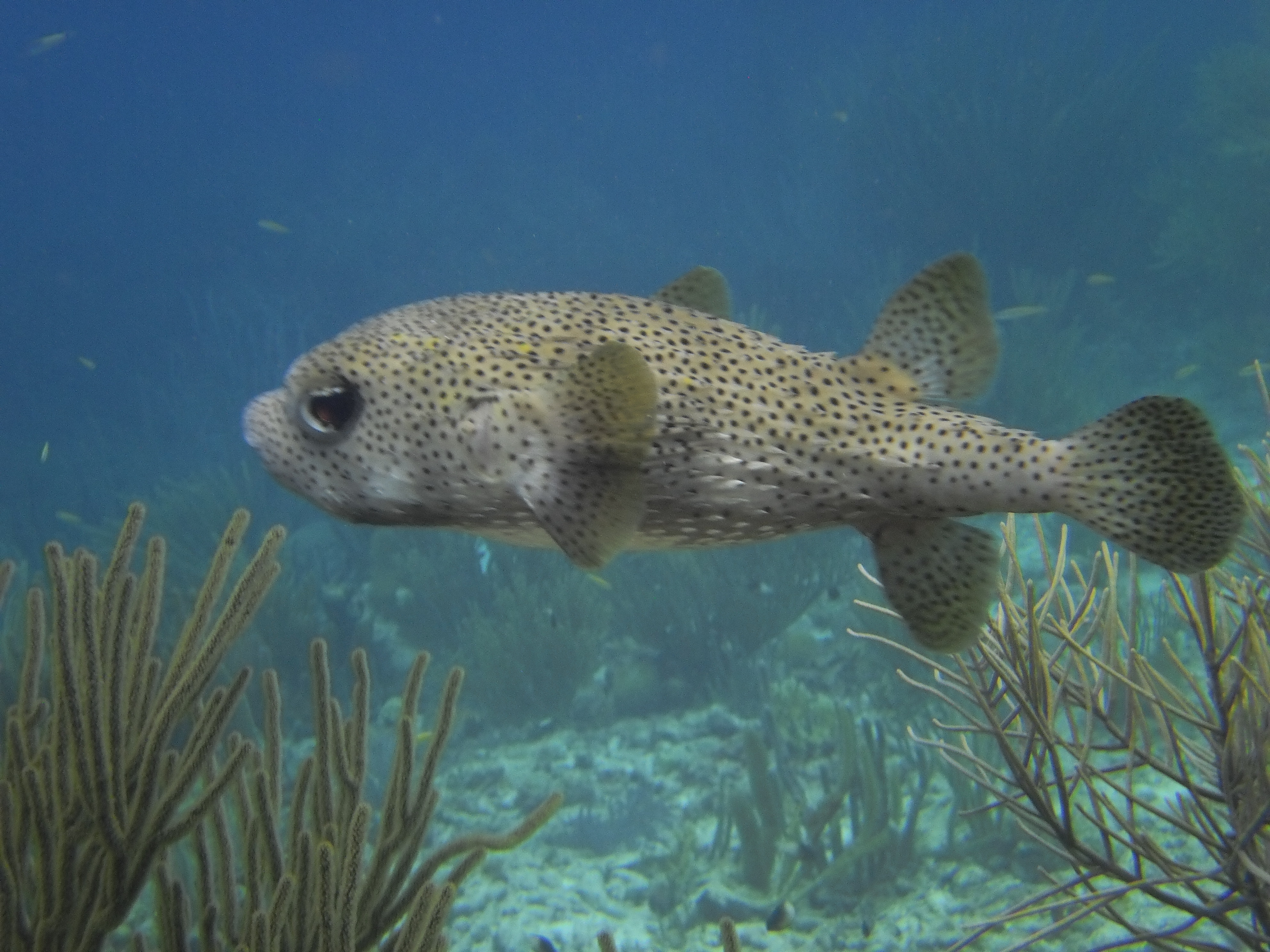 Bonar Fish Bonaire – Jan/Feb 2013 | Michigan Traveler