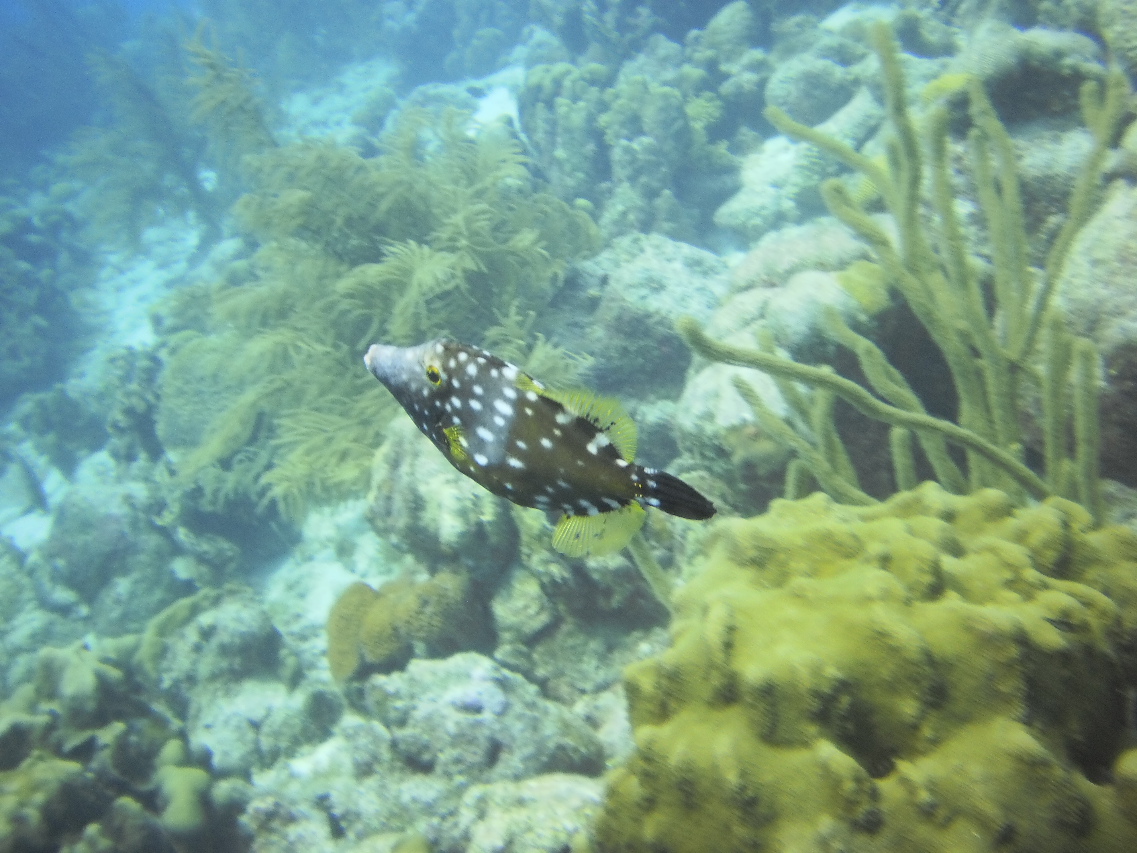 Bonar Fish Bonaire – Jan/Feb 2013 | Michigan Traveler