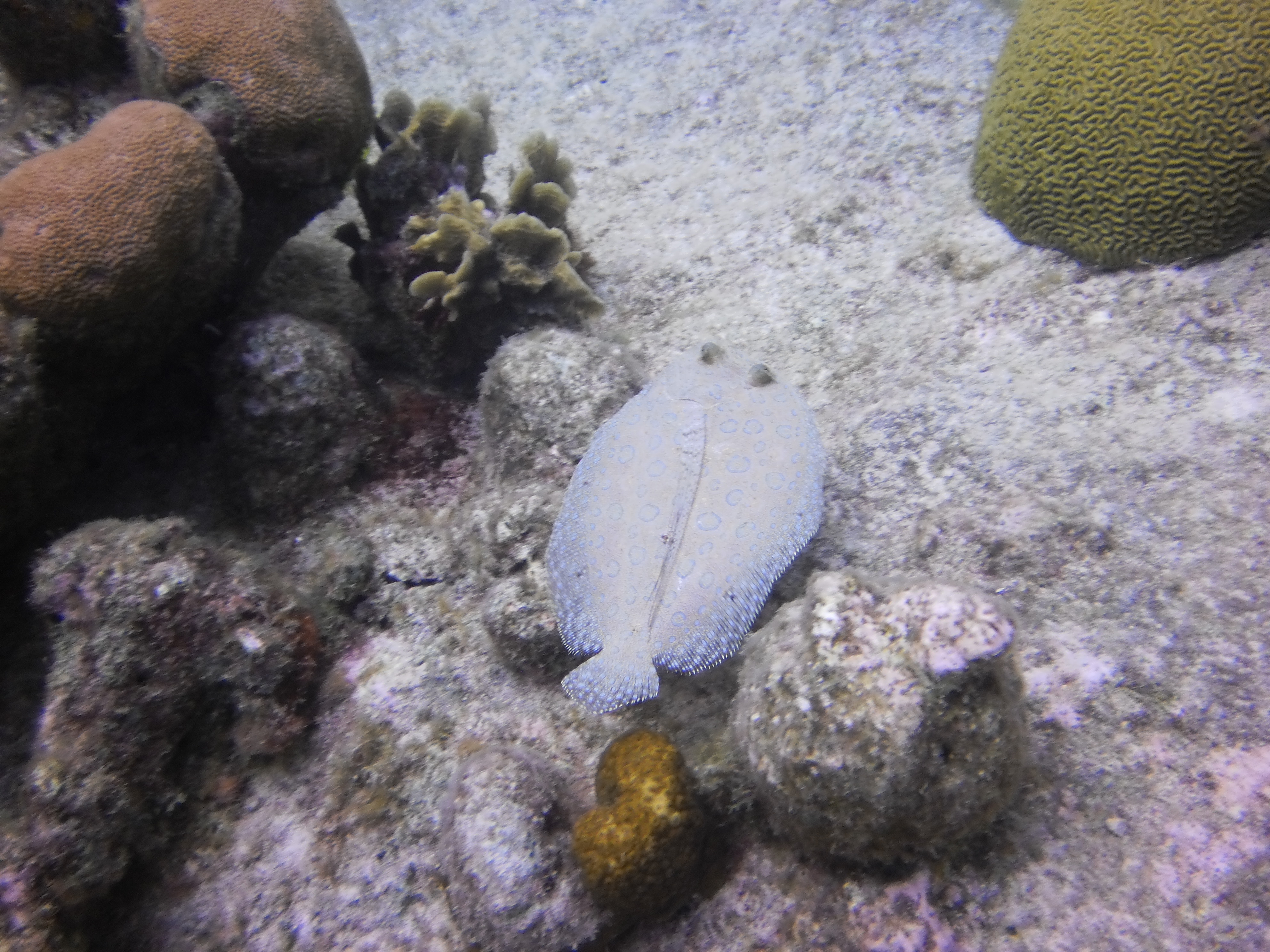 Bonar Fish Bonaire – Jan/Feb 2013 | Michigan Traveler