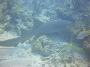 Intova Digital Camera